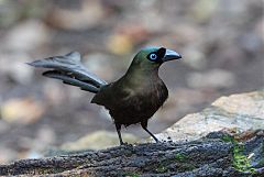 Racket-tailed Treepie